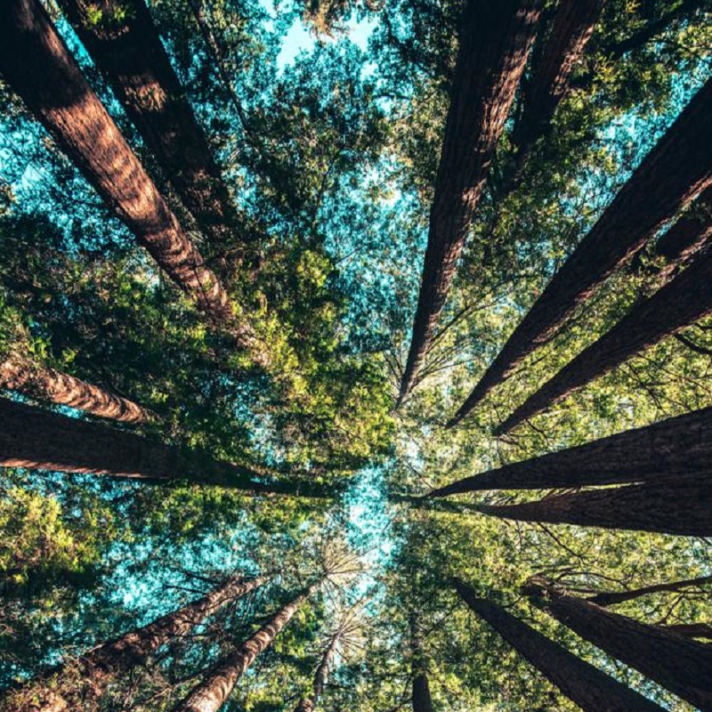 : Make every day Earth Day with these small decisions that can lead to big changes A view of tall pine trees from the ground looking up